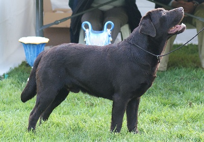 Du bois tahon - DUKE 2eme excellent  au     CACIB  DE ROUEN