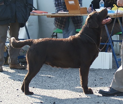 DUKE se classe 1er  CACS CACIB  à L'expo int  d'Amiens