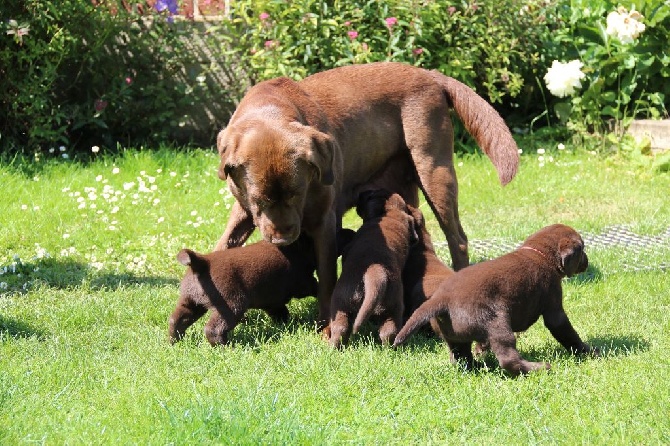 Chiots de Duke et de Bruke